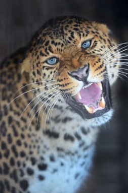 leopar