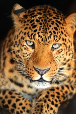 leopar portresi
