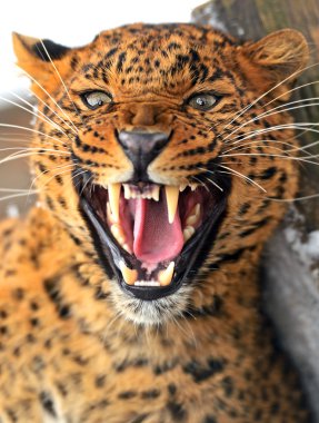 leopar portresi