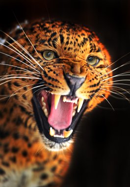 leopar portresi