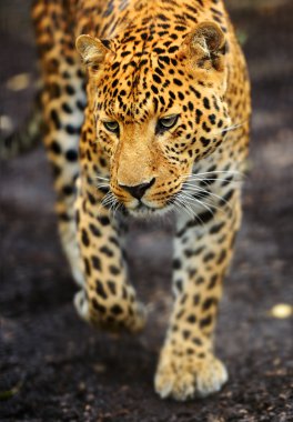 leopar portresi