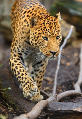 leopar portresi