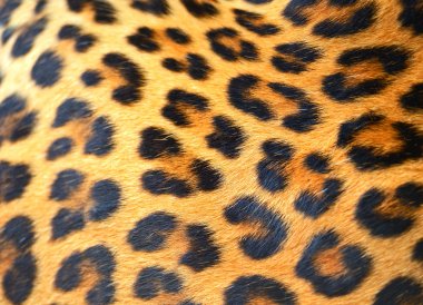 leopar