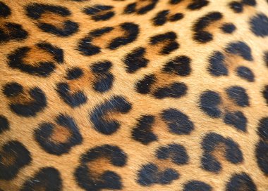leopar