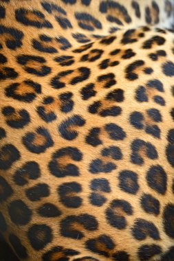 leopar