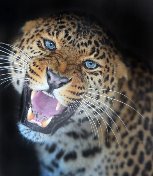 Leopard — Stock Photo, Image