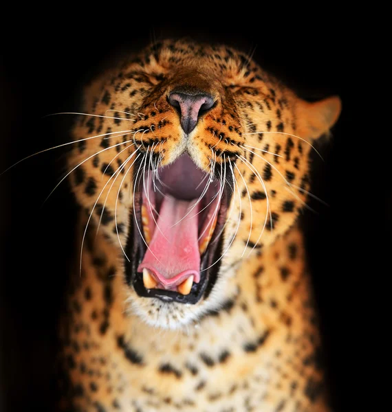 Portret van leopard — Stockfoto