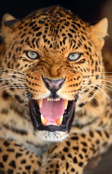 Portrait of leopard — Stock Photo, Image