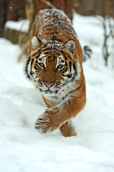 Tiger — Stockfoto