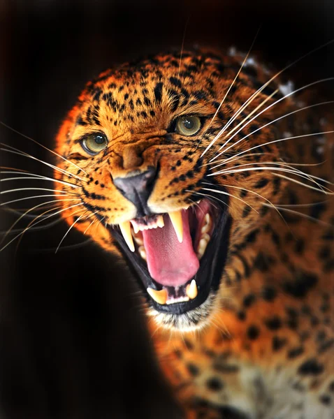 Porträt des Leoparden — Stockfoto