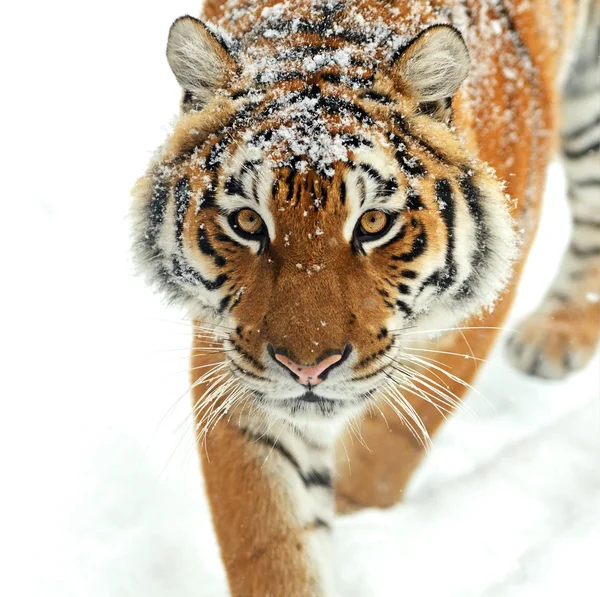 Porträt des Tigers — Stockfoto