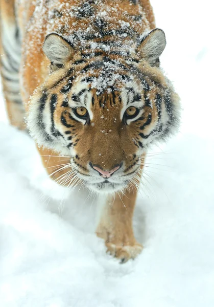 Retrato de tigre — Fotografia de Stock