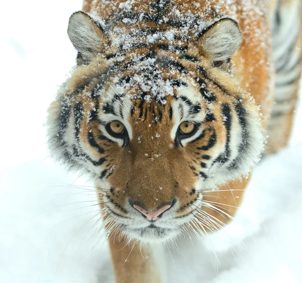 Portrait of Tiger — Stock Photo, Image