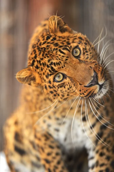 Leopard portréja — Stock Fotó