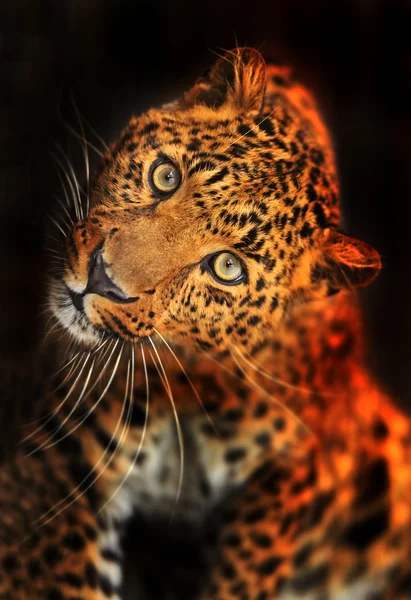 Ritratto di Leopardo — Foto Stock