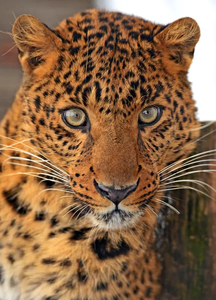 Porträtt av leopard — Stockfoto