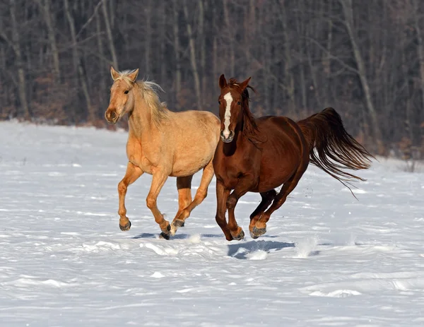 Paard — Stockfoto