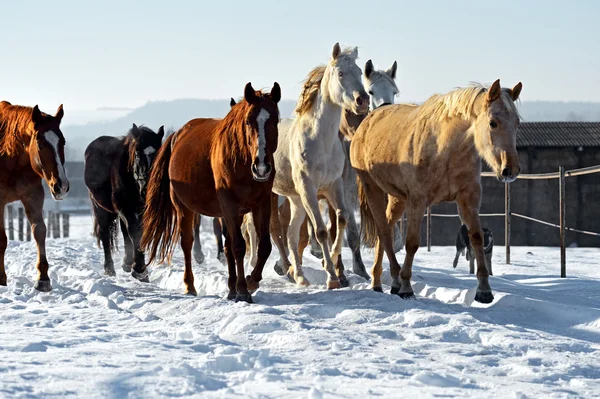 Cavalo — Fotografia de Stock