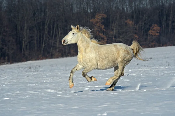 Häst — Stockfoto