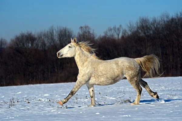 Caballo —  Fotos de Stock