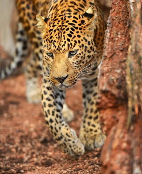 Leopar portresi — Stok fotoğraf