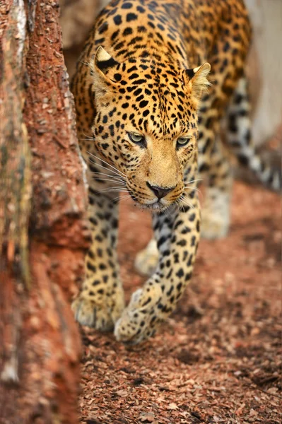 Portrét Leopard — Stock fotografie