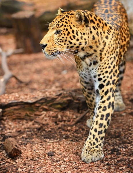 Portrait of leopard — Stock Photo, Image