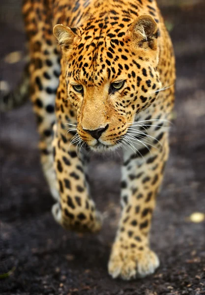 Leopar portresi — Stok fotoğraf