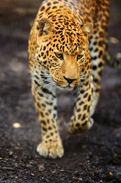 Porträt des Leoparden — Stockfoto