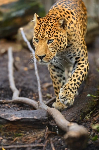 Portret van leopard — Stockfoto