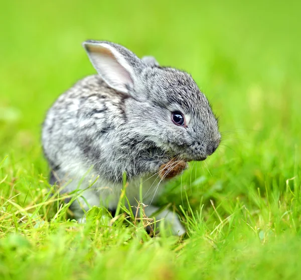 Rabbit — Stock Photo, Image