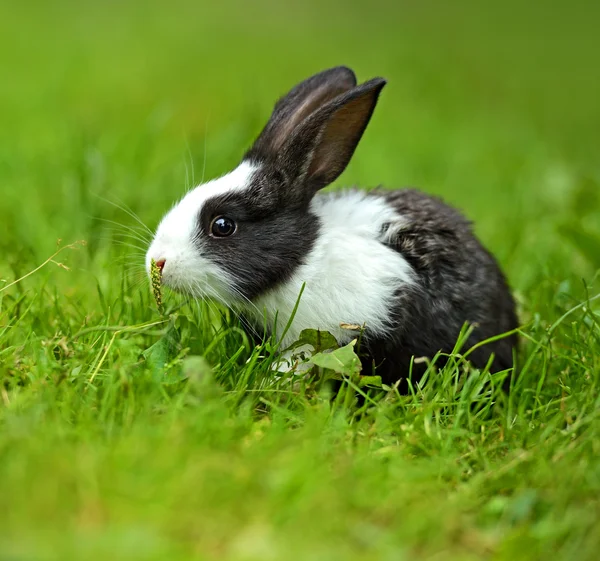 Conejo — Foto de Stock