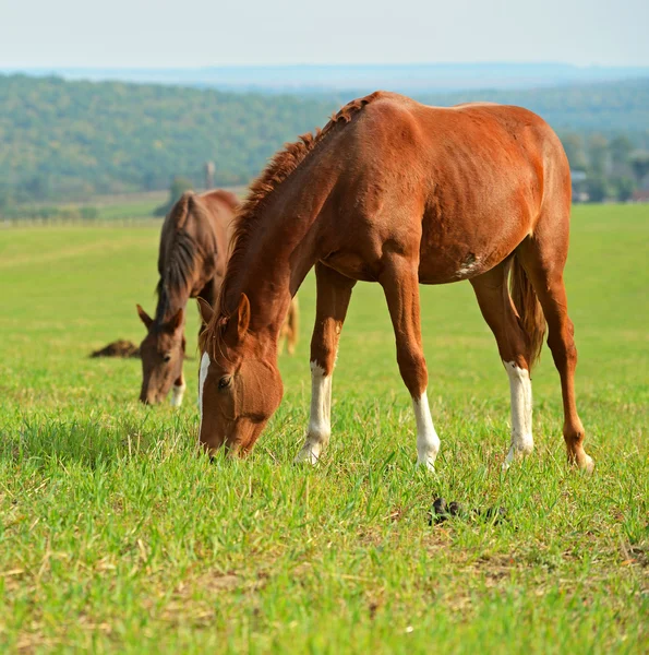 Cavallo — Foto Stock