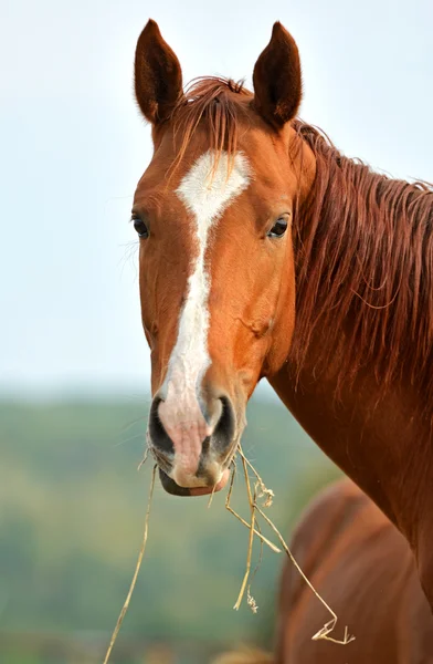 Retrato de caballo —  Fotos de Stock