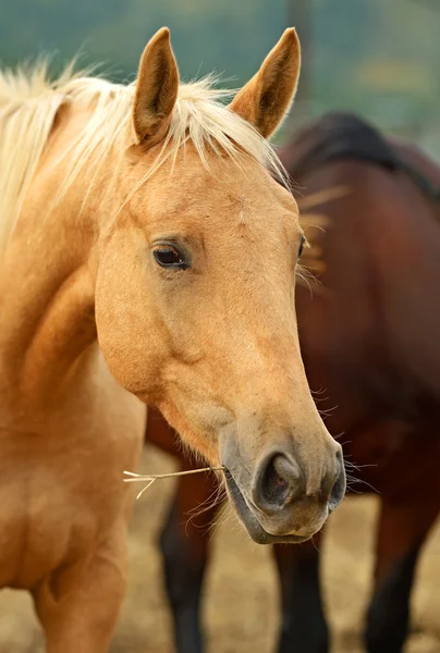 Ritratto di cavallo — Foto Stock