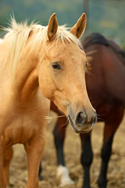 말의 초상화 — 스톡 사진