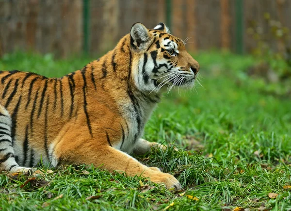 Portrét tygr amurský — Stock fotografie