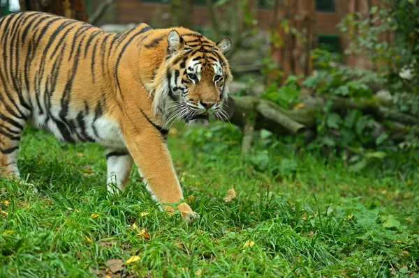 Портрет амурского тигра — стоковое фото