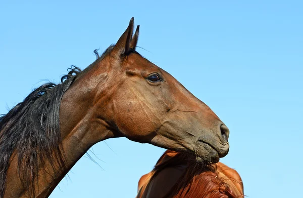 馬の肖像画 — ストック写真
