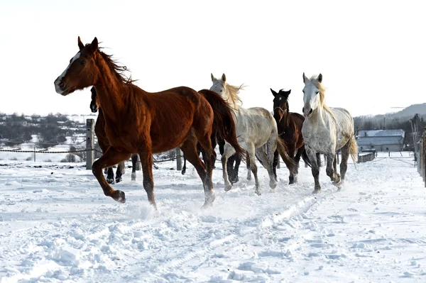 Cavallo — Foto Stock