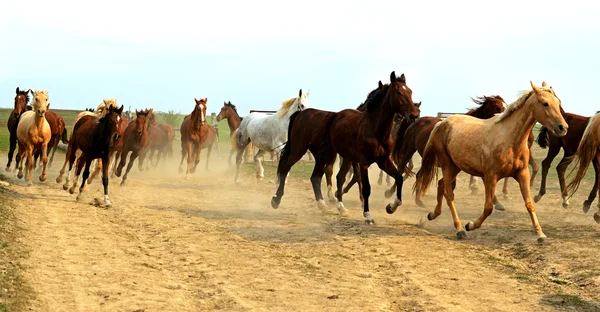 Horse — Stock Photo, Image