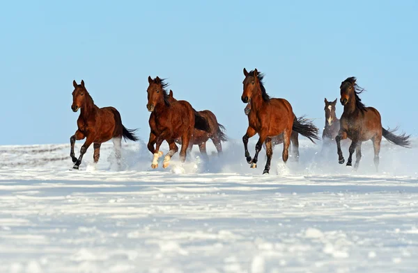 Häst — Stockfoto