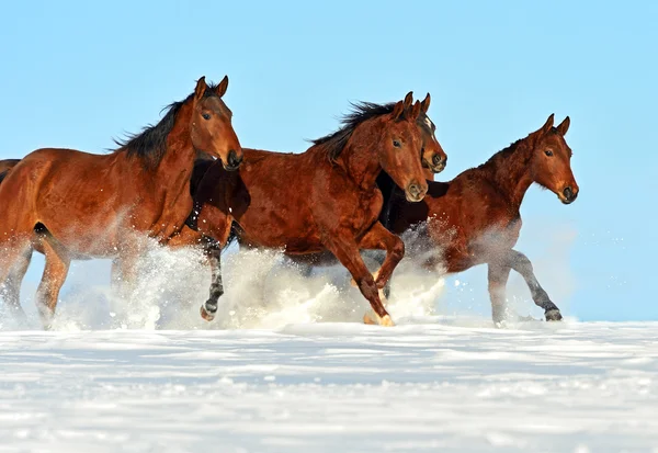 Cavallo — Foto Stock