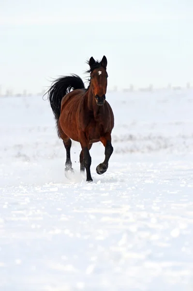 Cavalo — Fotografia de Stock