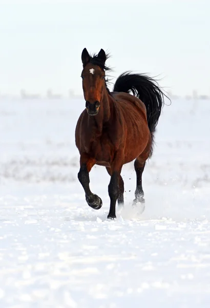 Cavalo — Fotografia de Stock