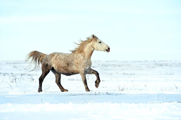 Caballo —  Fotos de Stock