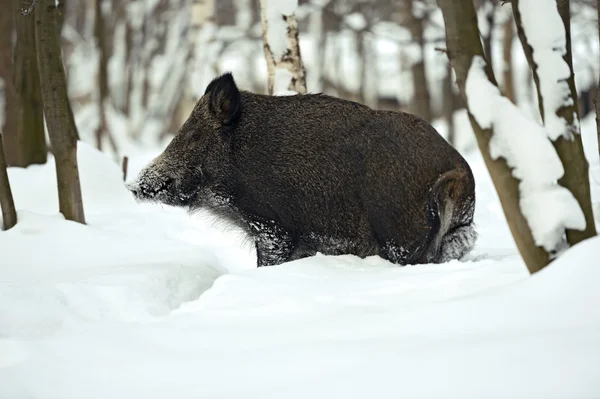Everzwijn in de winter — Stockfoto