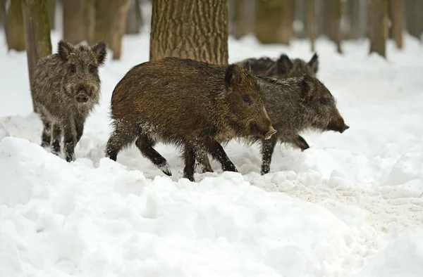 Wild boar in winter — Stock Photo, Image