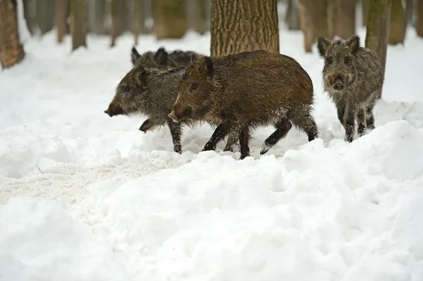 Everzwijn in de winter — Stockfoto