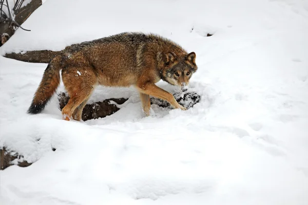 Wolf in de winter — Stockfoto